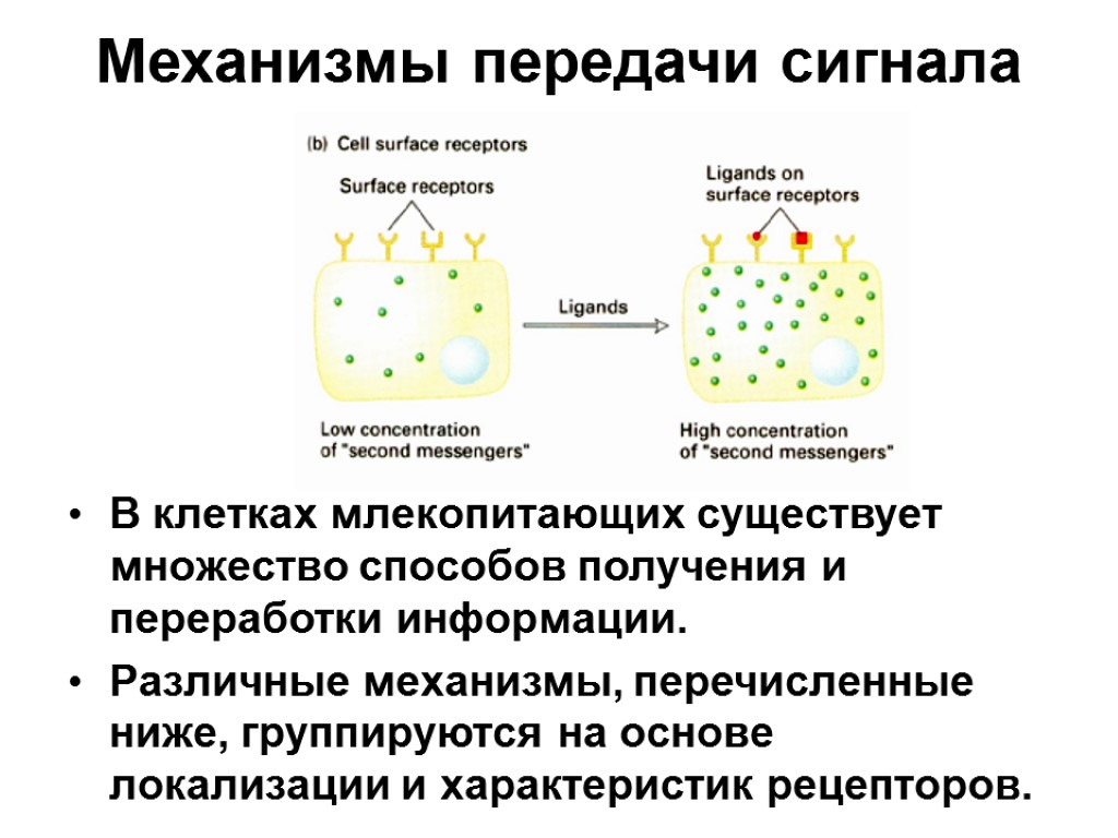 Механизмы передачи сигнала В клетках млекопитающих существует множество способов получения и переработки информации. Различные